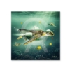 Alu Dibond Petit Format Tortue Binet